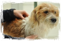 Osteopathie Hund